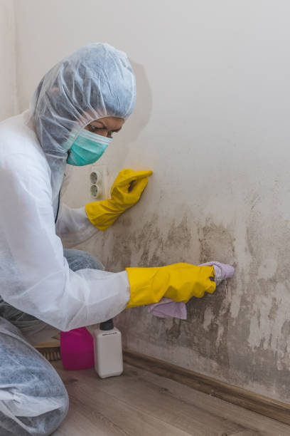Environmental Consulting for Mold Prevention in Irvington, NY